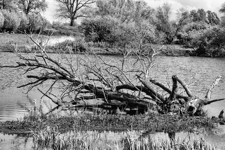 De natuur achromatisch gezien