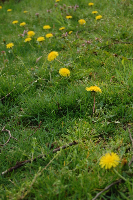 Paardenbloemen in een lijn