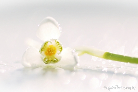 Wake up and live....Hello Spring!! - Wake up and live...Hello SPRING!! - foto door anjapostma op 17-02-2015