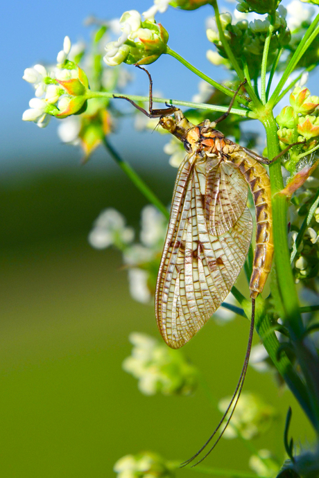 Haft of eendagsvlieg