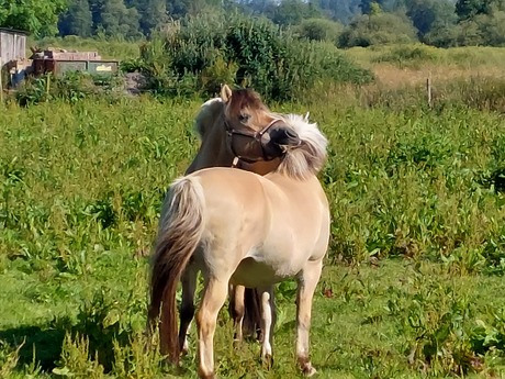 Twee paarden die knuffelen 