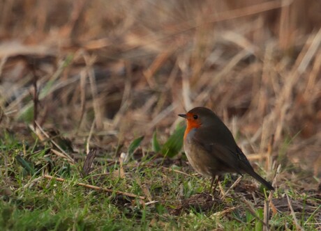 Roodborst in het gras
