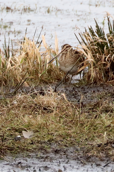 Watersnip diep verscholen