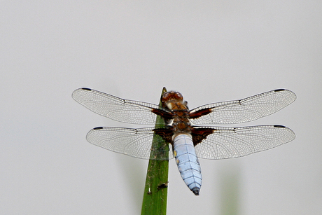 Libelle met blauw