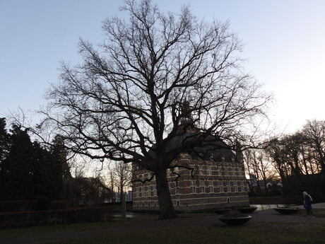 Romeinse zomereik in winterlicht, Wijchen 2025