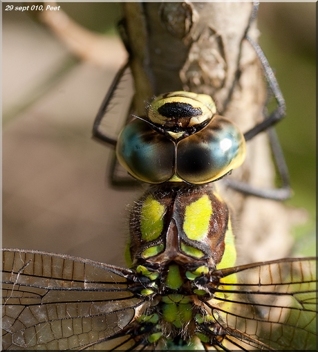 Close-up glazenmaker