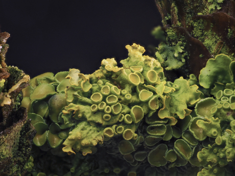 ieniemienie Landschap