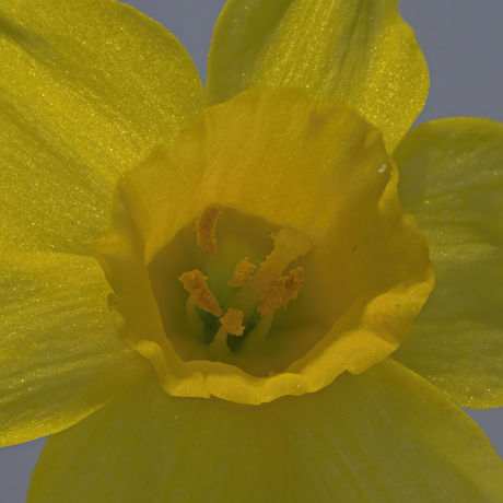 Narcis innerlijk