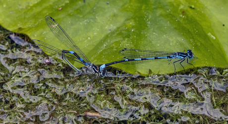 Eileggende variabele juffer
