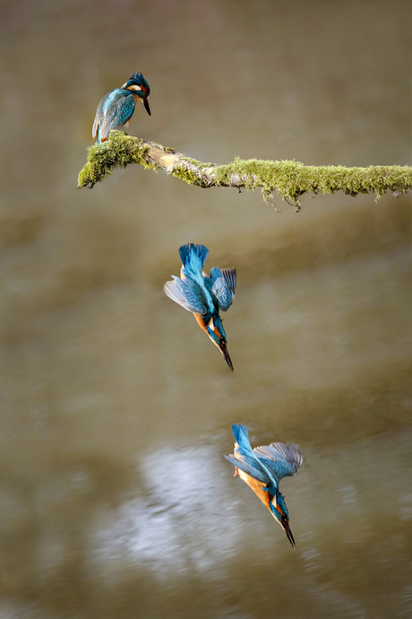 Ijsvogel in duikvlucht