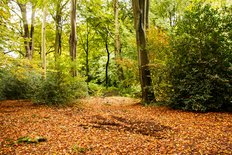 Herfstlicht.