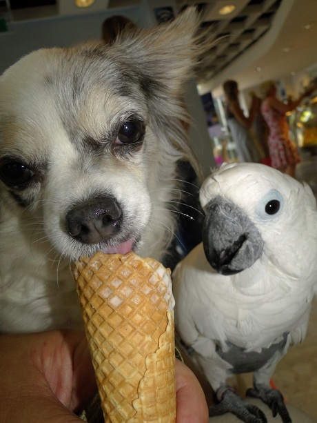 Chihuahua Lisa smult van ijs.Witkuifkaketoe Maxi kijkt toe.