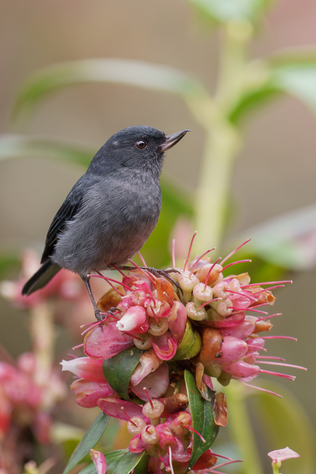 Leigrijze Berghoningkruiper 