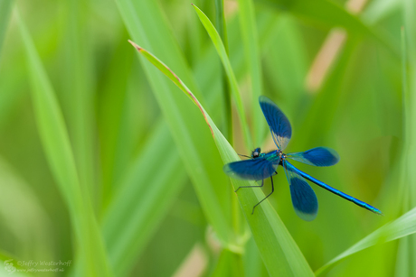 Spreaded Wings