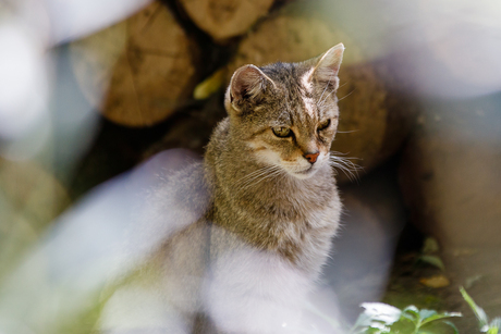 Wilde kat - Anholter Schweiz