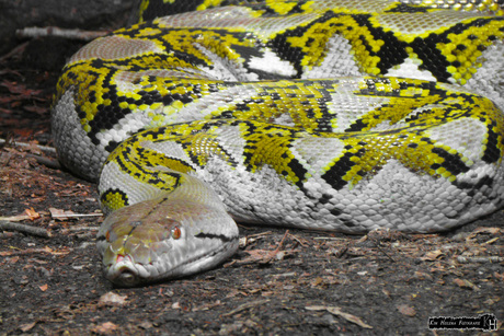 Sinuous Snake