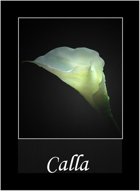 Calla