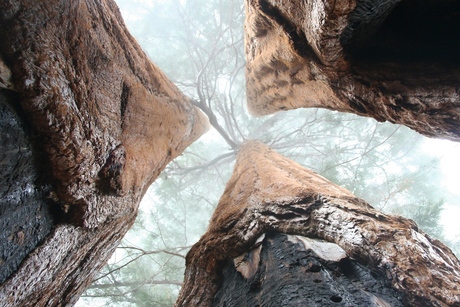 Sequoia Triplets