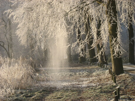 Vallend ijs van de bomen