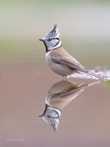 Kuifmees, Crested Tit, Lophophanes cristatus  