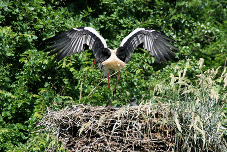 ooievaar vliegt naar nest met kleintje