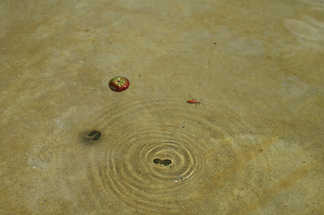 Insekt en appel in water