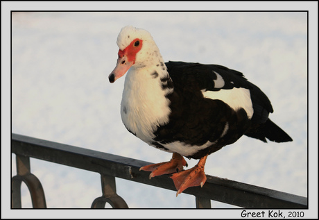 Vreemde eend in de bijt