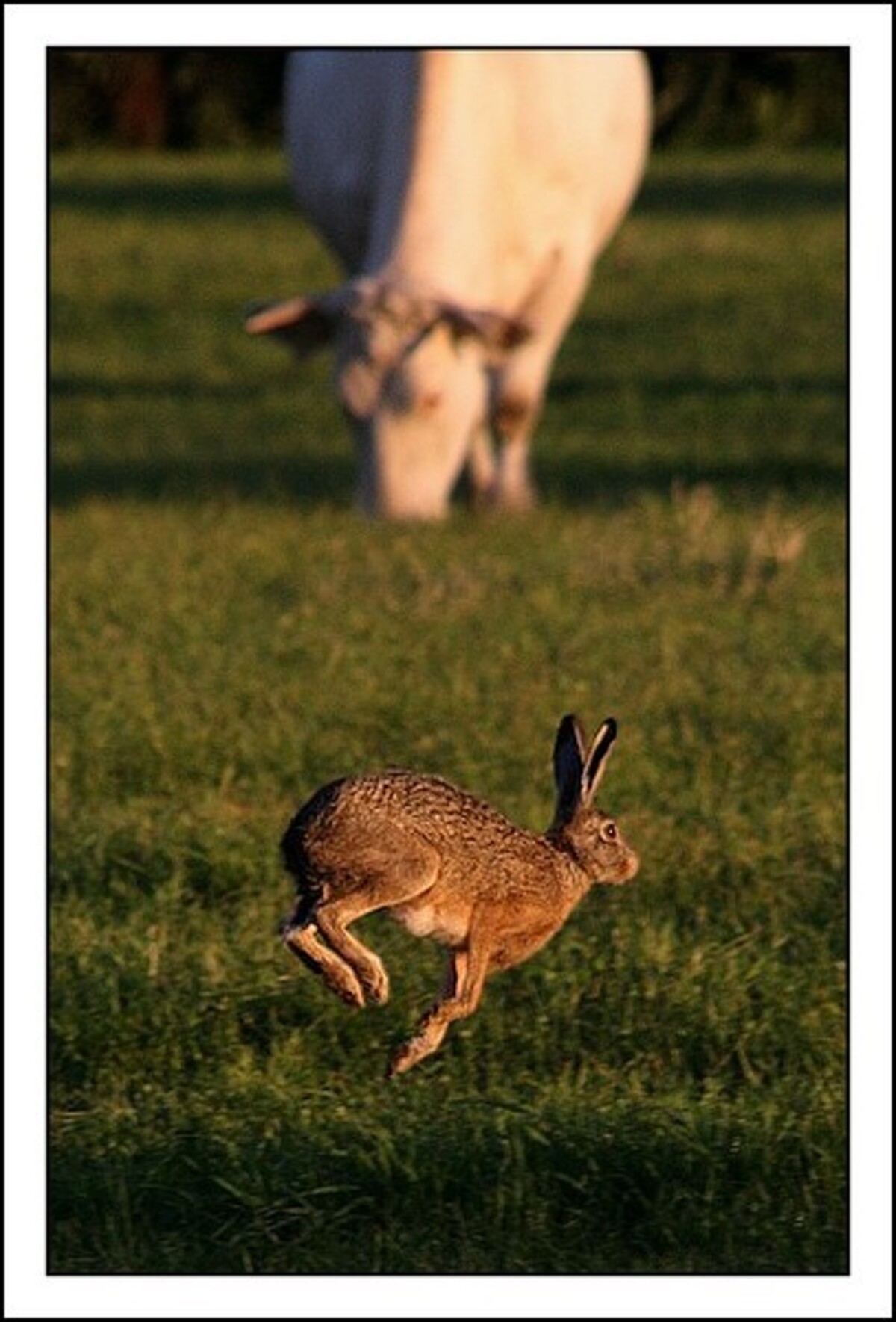 Hoe een koe een haas vangt - foto van Appelflapje - Dieren - Zoom.nl Hoe Een Koe Een Haas Vangt - Foto Van Appelflapje - Dieren - Zoom.Nl