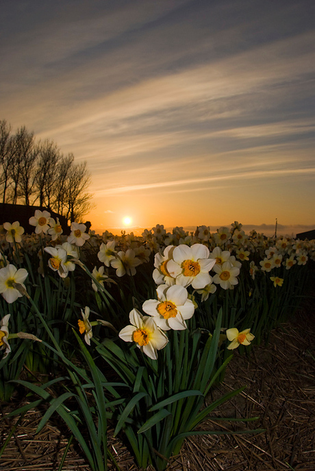 Avondbloemen...