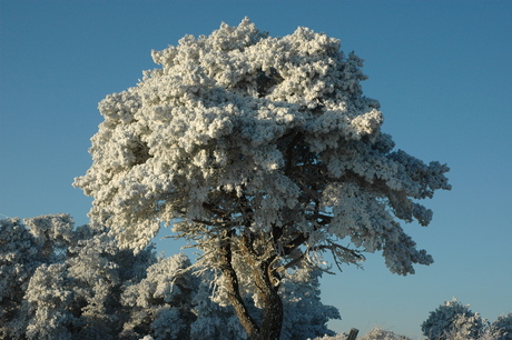 winter landschap