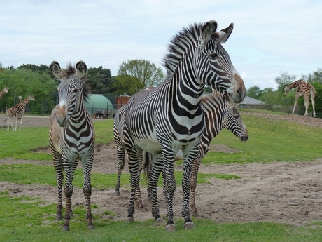 zebra's beekse bergen