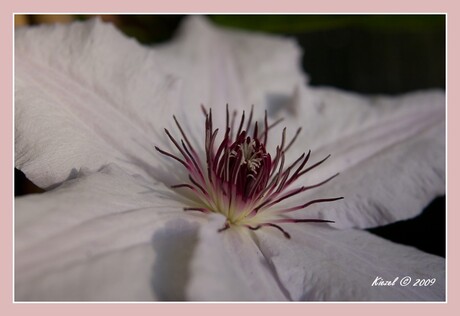 Clematis