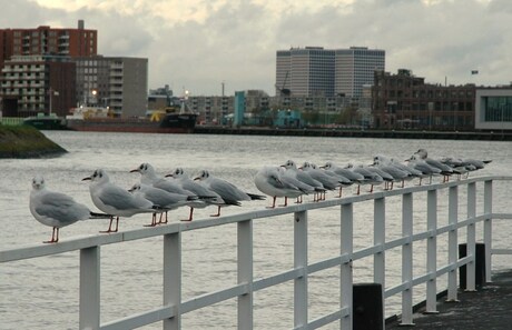 Rotterdamse haven.