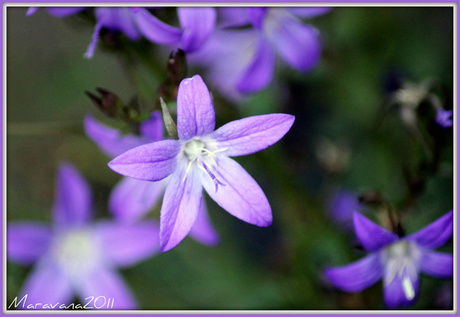 Bloemen in Oktober...