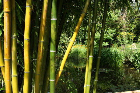 zonnige bamboe
