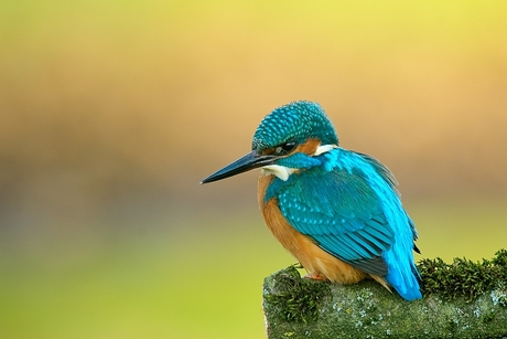 Kingfisher rules