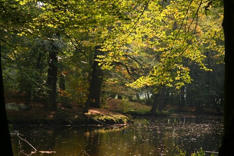 Bos, Amerongen