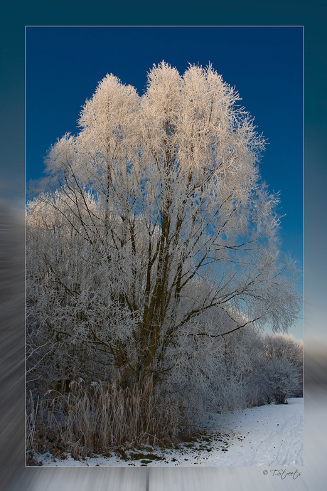 White Tree