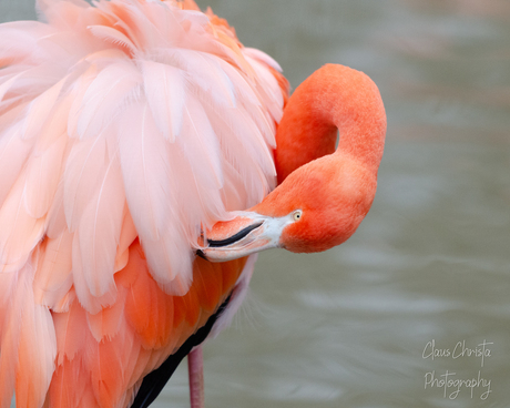 Chilean Flamingo