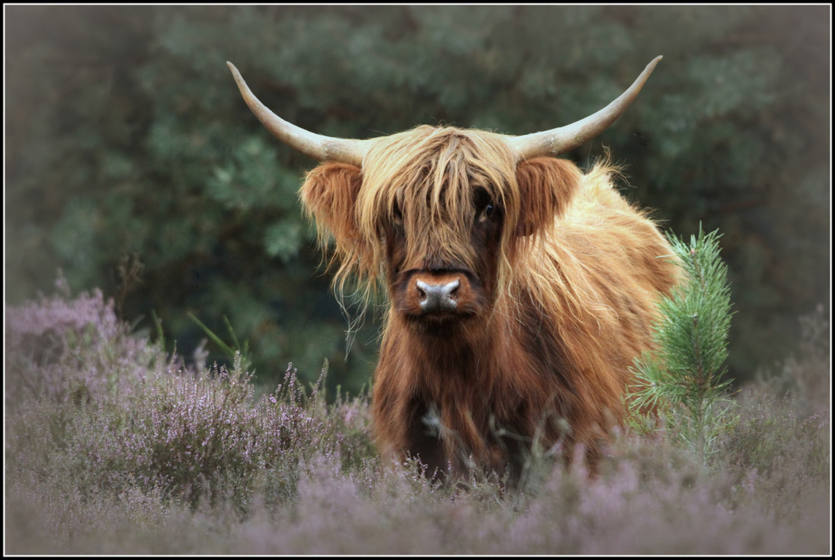 Schotse Hooglander - foto van Benno-van-Triest - Dieren -