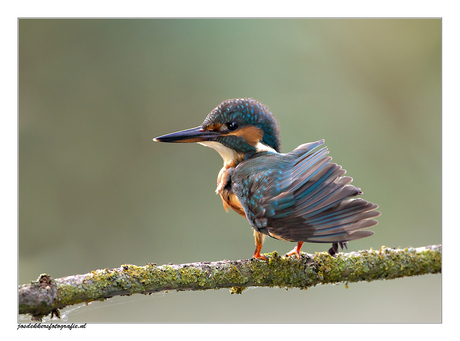 ijsvogel sept2013-2.jpg