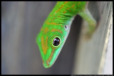 Green Gecko