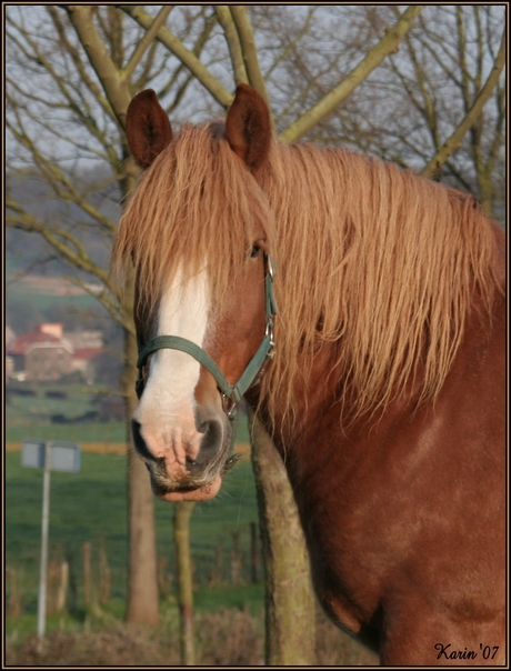 Limburgs paard