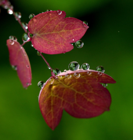 Herfst in de zomer