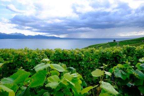 Lavaux wijngaarden aan meer van Geneve