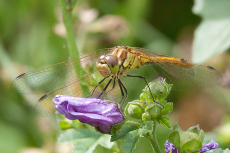 Bruinrode heidelibel (Sympetrum striolatum)