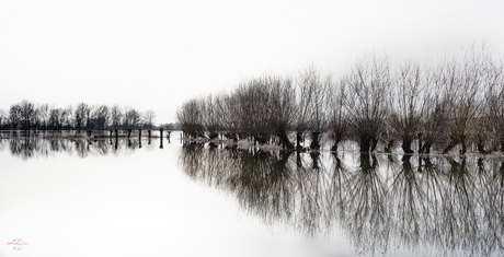 Uiterwaarden bij Fortmond onder water