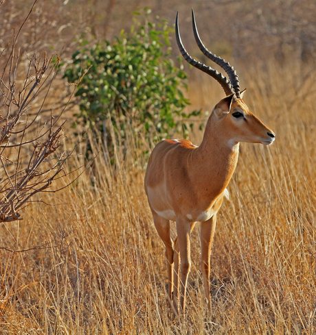 Kenia_antilope.jpg