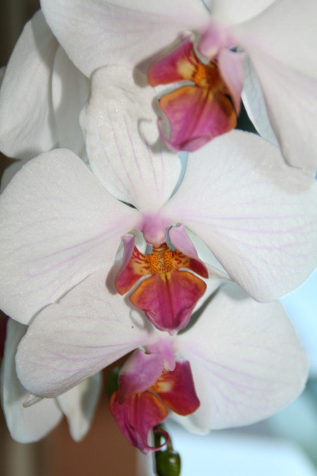 Orchidee