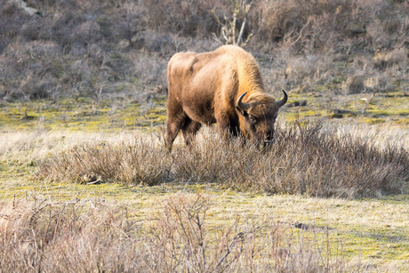 Wisent